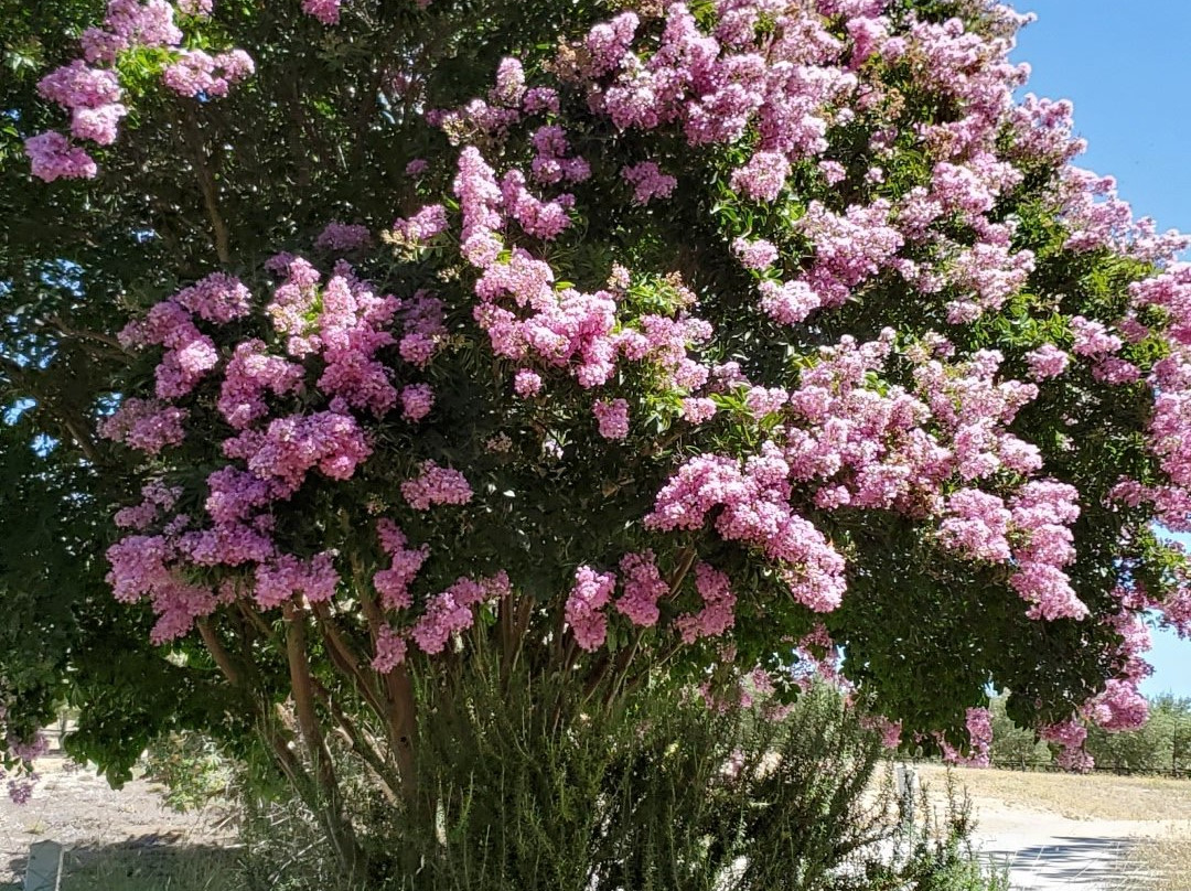 The Groves on 41景点图片