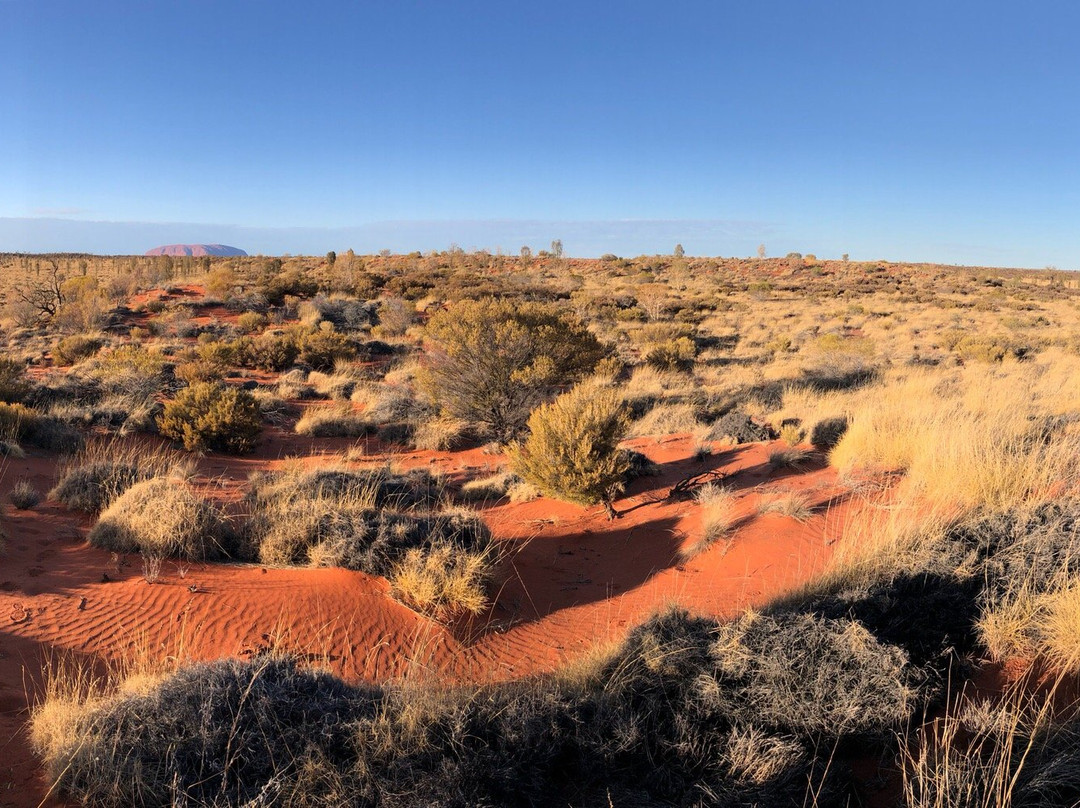 Tracks Birding & Photography Tours-达尔文市必去景点