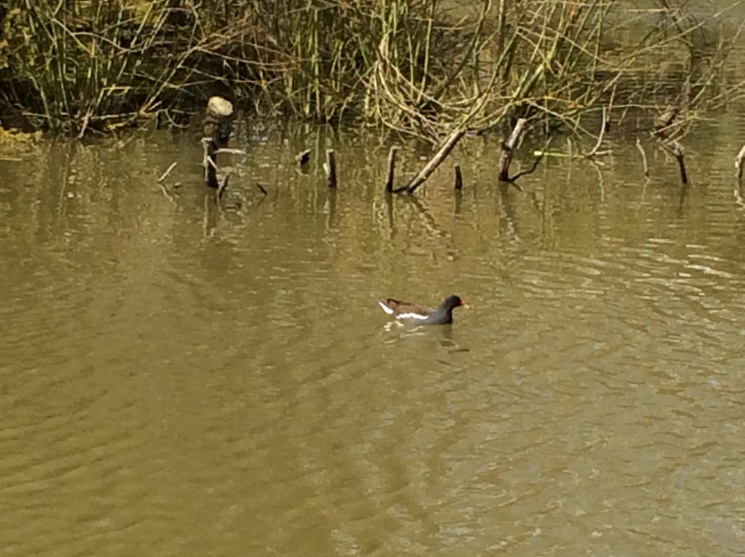 Island Pond Wood景点图片