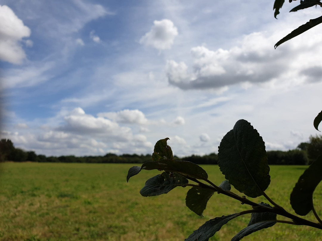 Belhus Wood Country park景点图片
