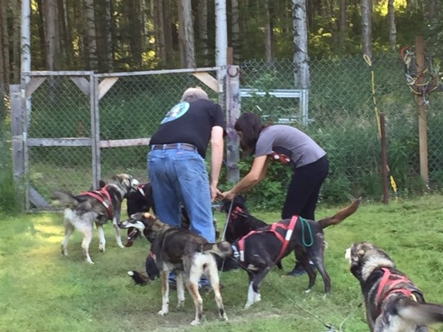 Frisky Pups Bed & Breakfast and Sled Dog Tours-费尔班克斯必去景点