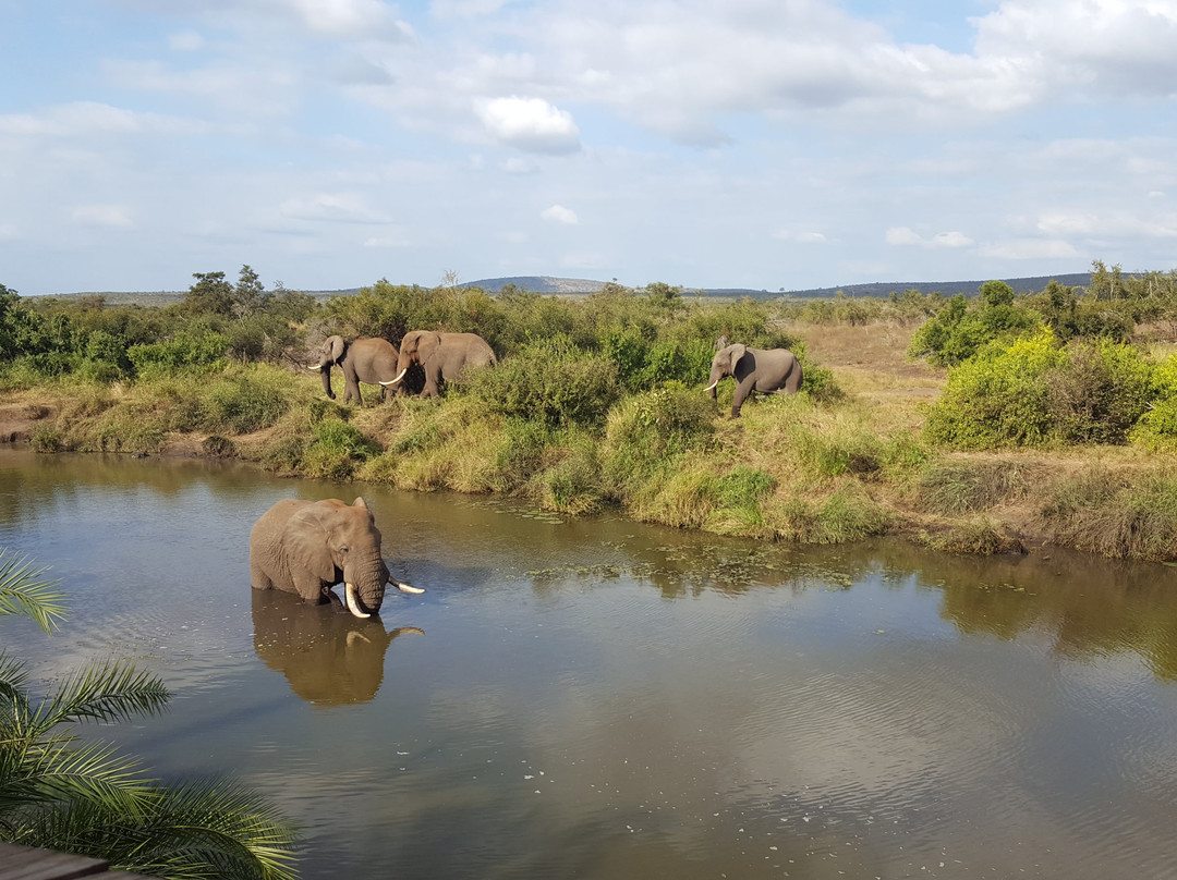 Ama-Zing African Safaris景点图片