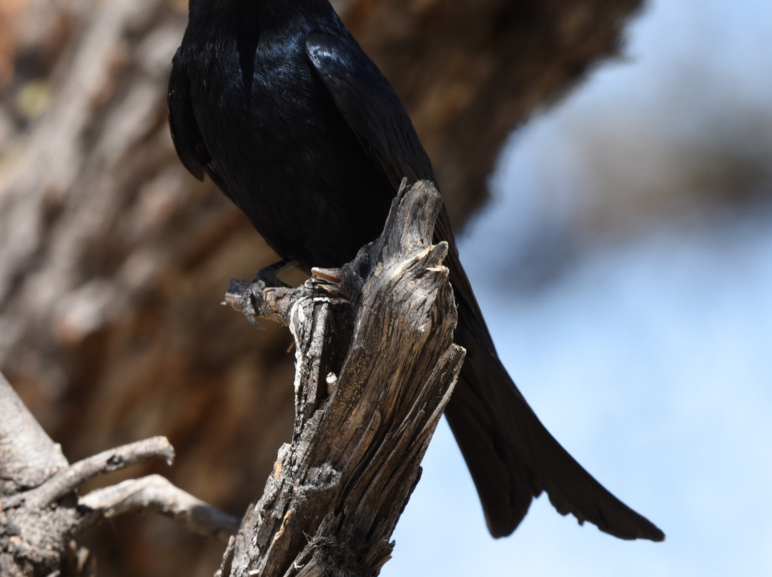 穆沙拉前哨营地主图