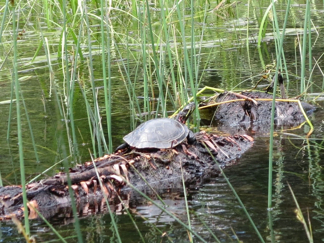 Tickner's Moose River Paddling Trails景点图片