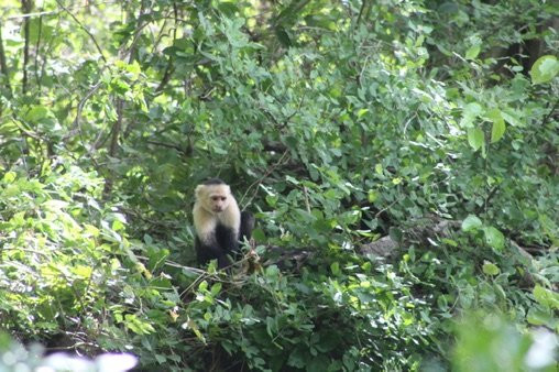 Safaris Corobici-Costa Rica River Trips景点图片