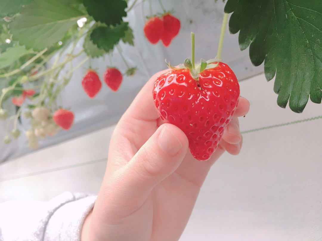 Sato Fruit Kobo-西胁市必去景点