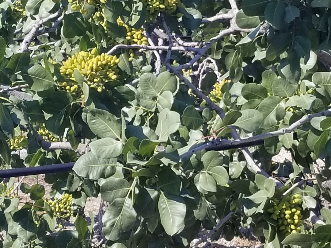 Athens Day Cruise-卡利地亚必去景点