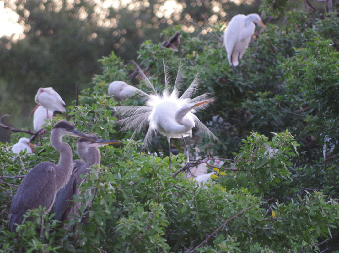 The Venice Area Audubon Rookery-威尼斯必去景点
