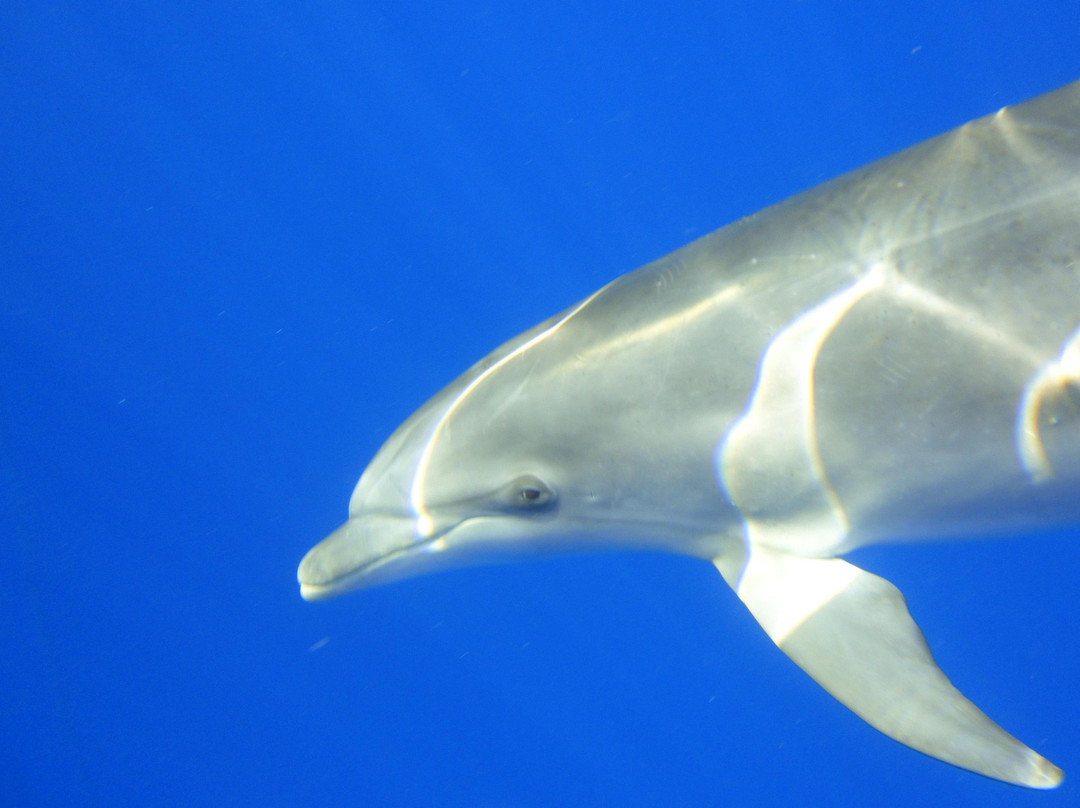 Sea Adventure Dive Club Tenerife-Palm-Mar必去景点