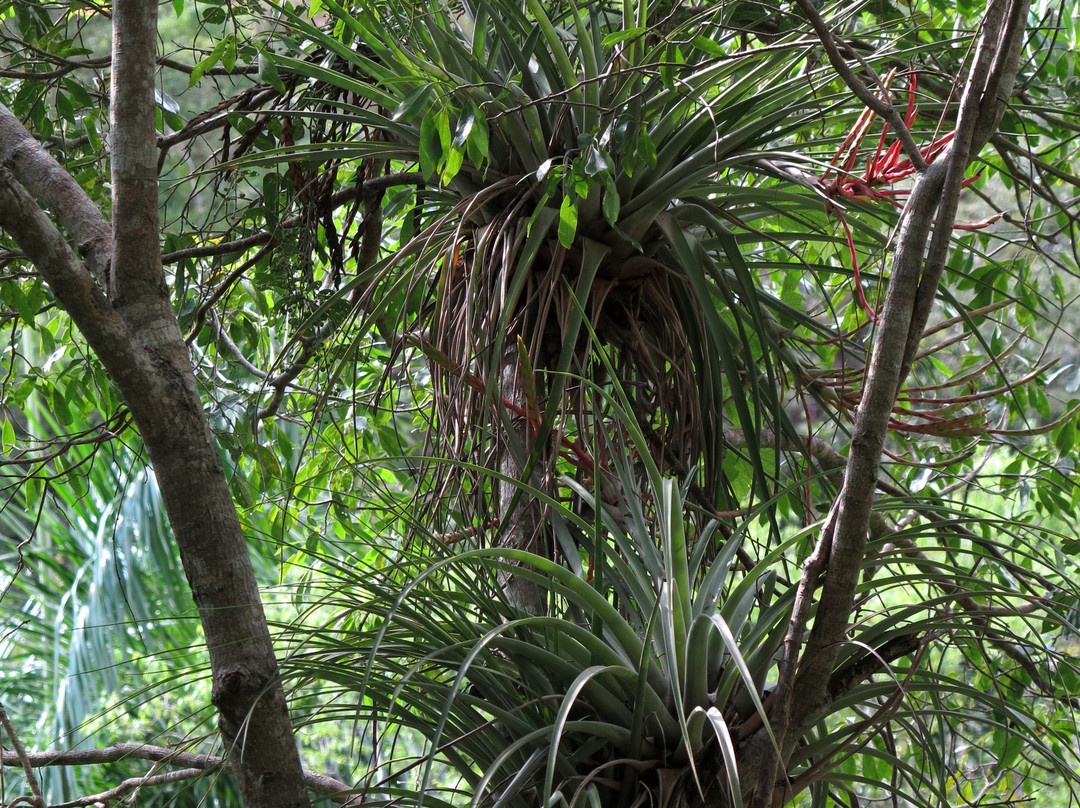 Parque el Cubano景点图片