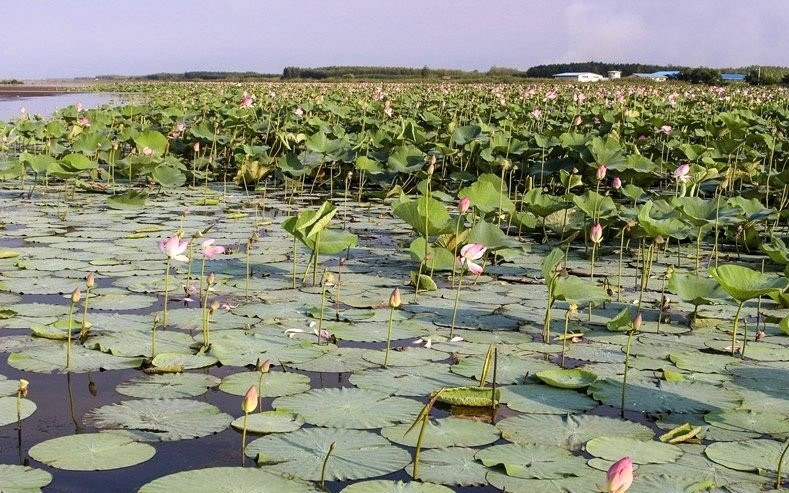 Anzali Lagoon景点图片