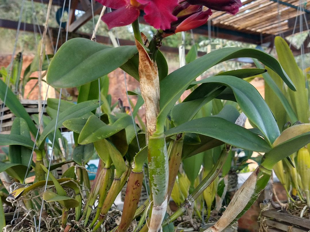 Jardim Botanico Irmaos Vilas Boas-索罗卡巴必去景点