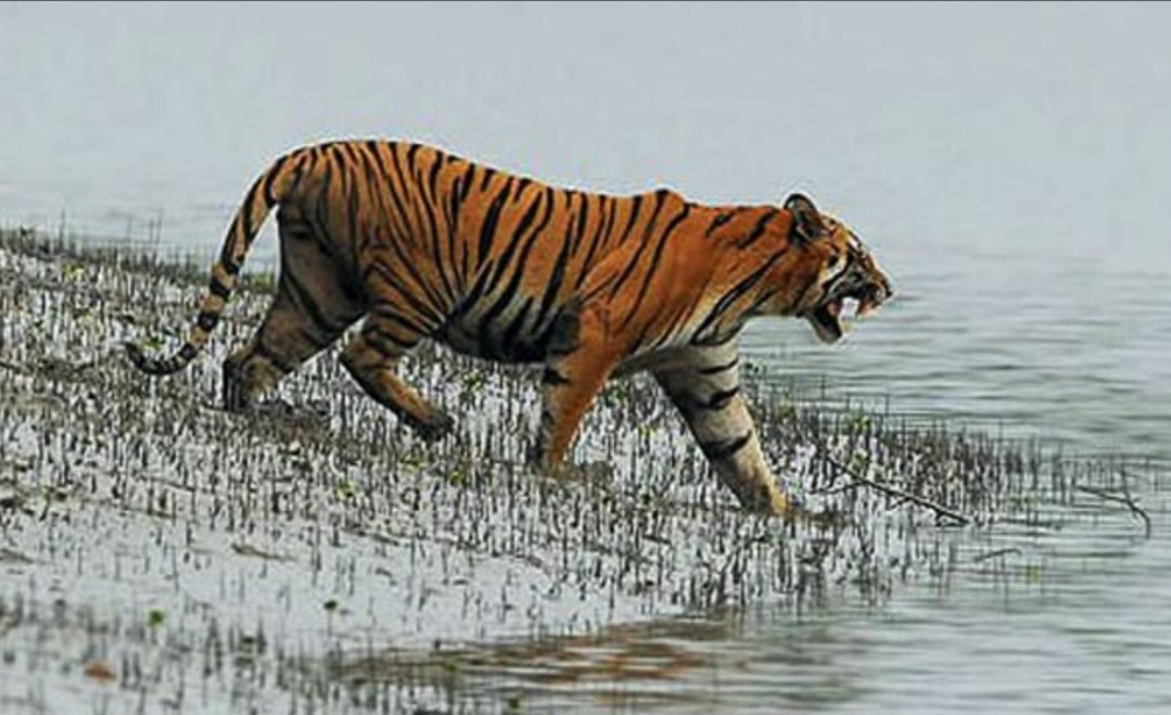 Sundarban Tour And Travels-Gosaba必去景点
