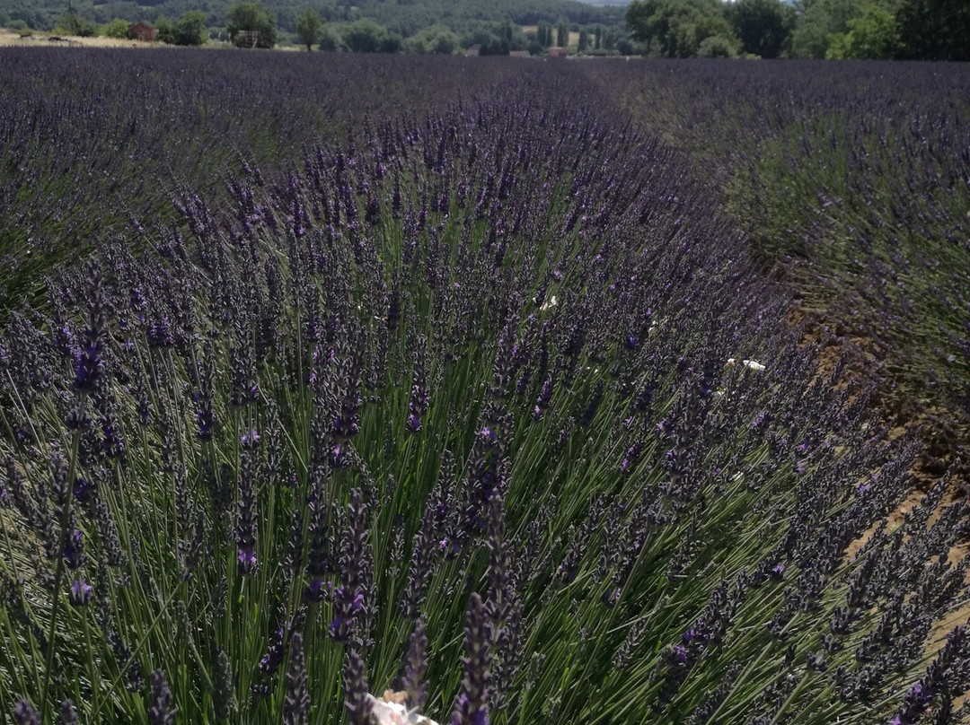 Elora Tours Provence-阿维尼翁必去景点