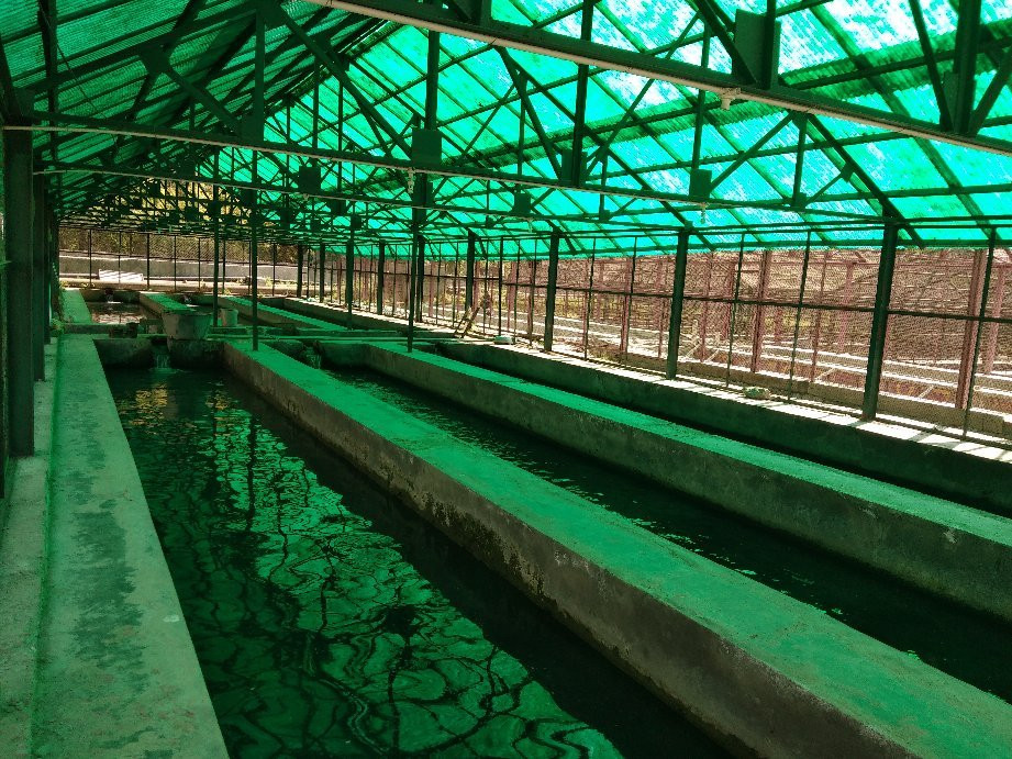 Trout Farm-Sangla必去景点