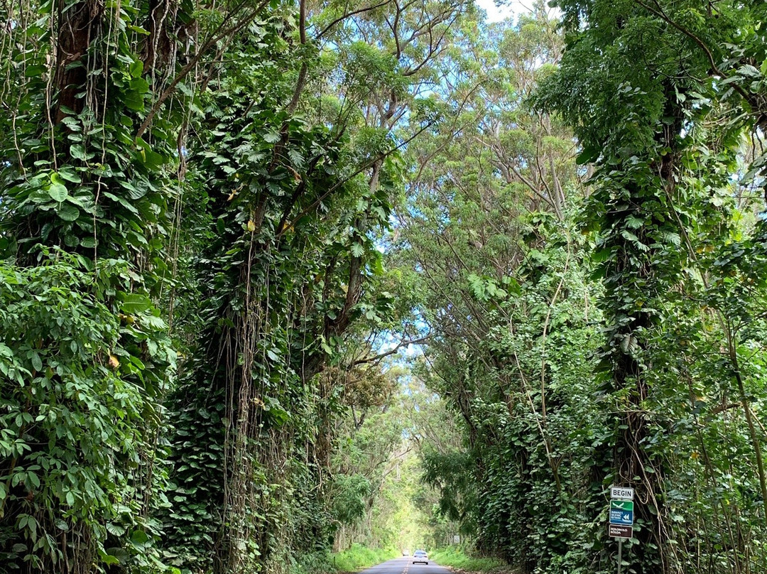 Kauai Mopeds景点图片