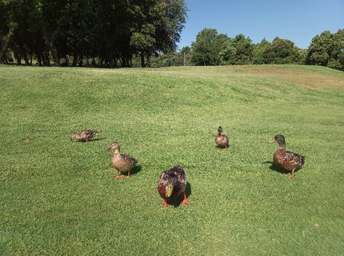Golf de Roquebrune Resort-阿尔冈河畔罗屈埃布吕纳必去景点