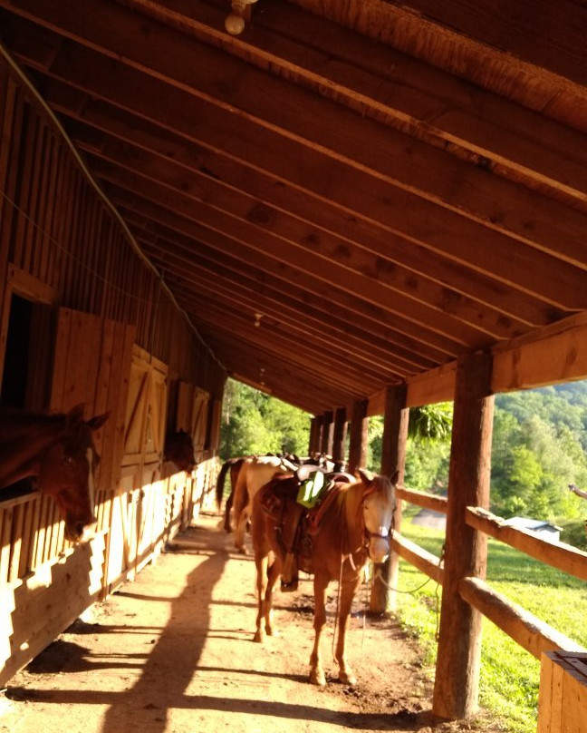 Warrior's Path Riding Stables-金斯波特必去景点