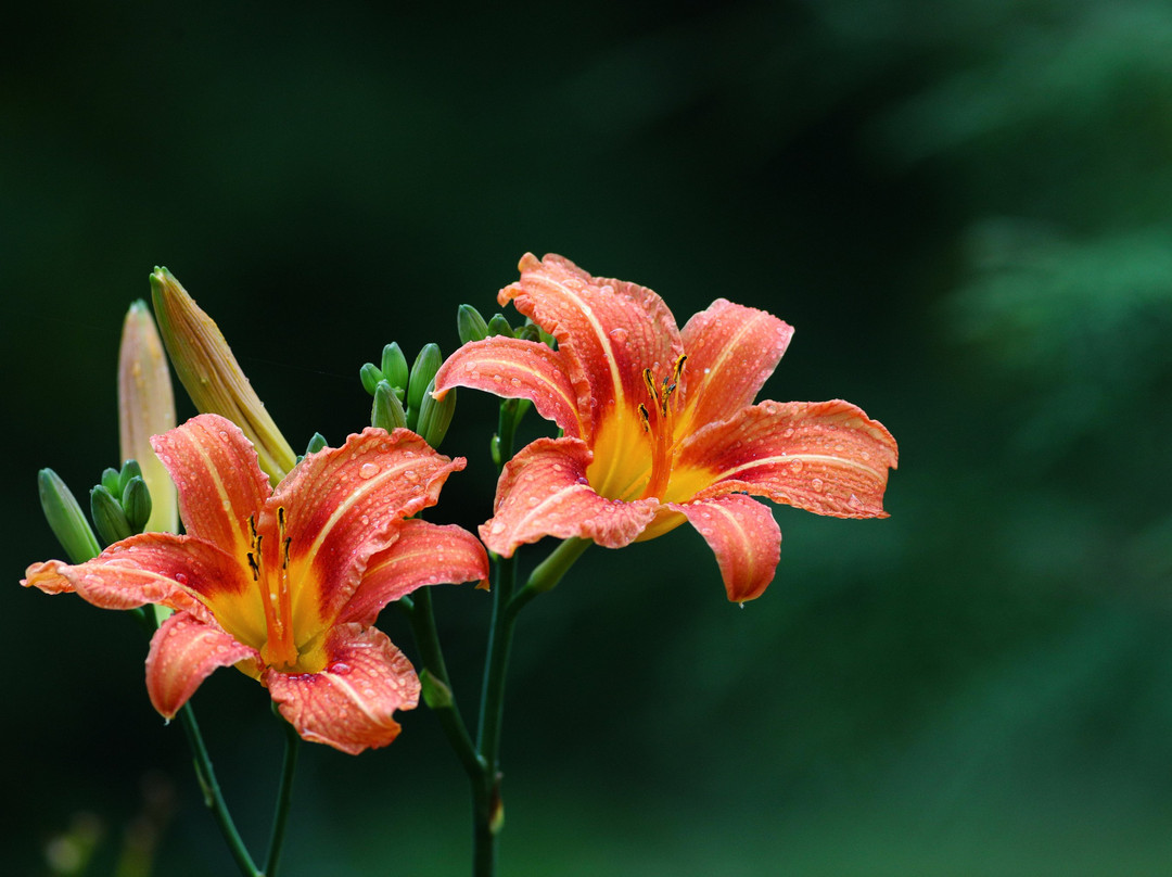 苏格兰种植者-格伦德文小屋主图