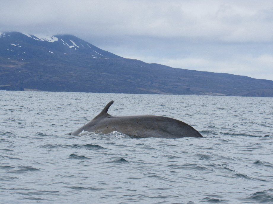 Gentle Giants Whale Watching景点图片