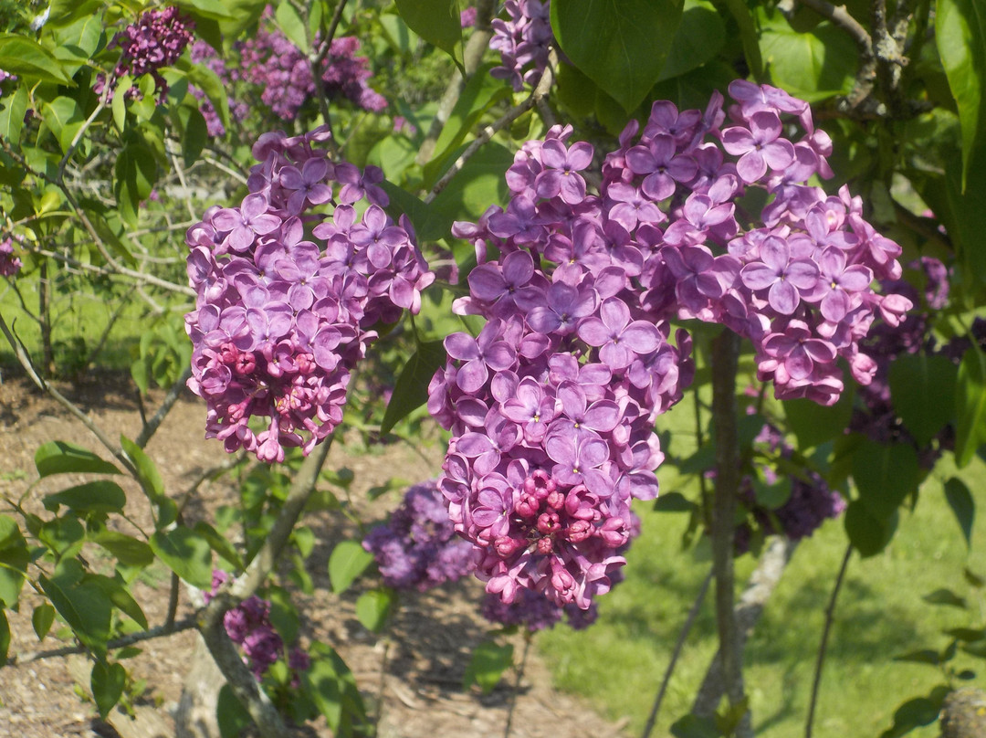 Centennial Lilac Garden景点图片