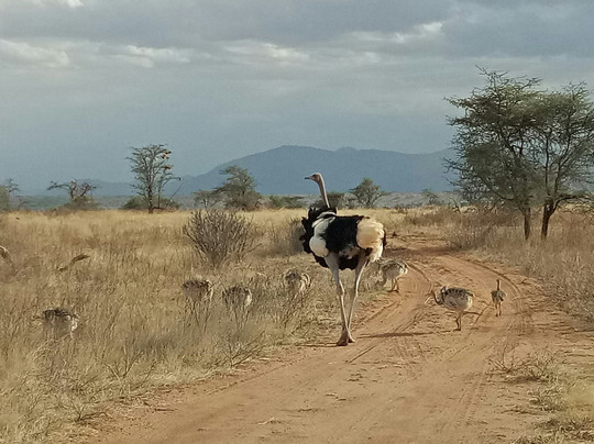 null-桑布鲁国家保护区