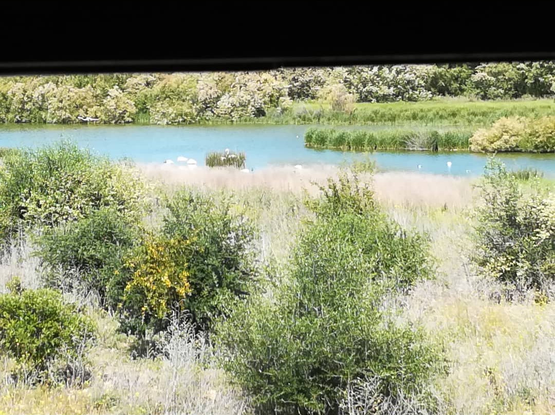 Laguna de Fuente Piedra景点图片