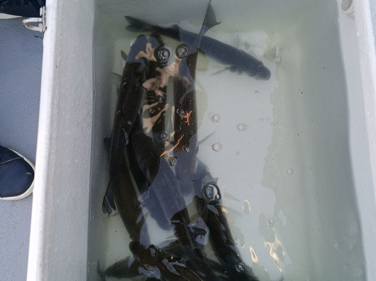 Exotic Fishing Mediterranee-Port-Saint-Louis-du-Rhone必去景点