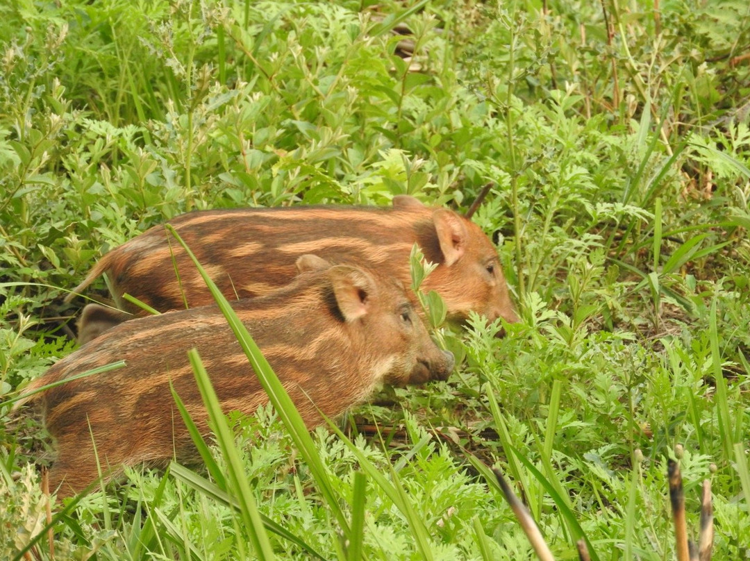 Ever Wild Trek & Tours-奇旺国家公国必去景点