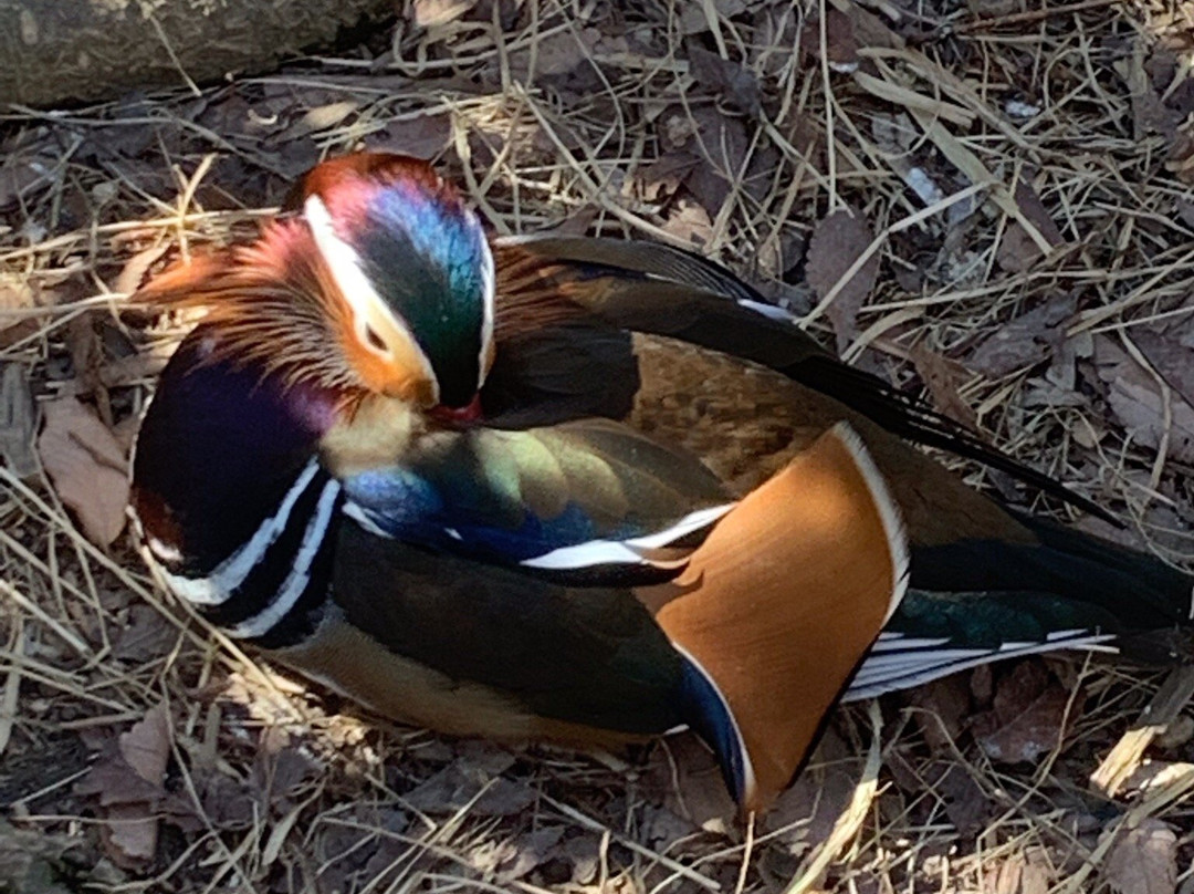 Nagano City Joyama Zoo-长野县必去景点