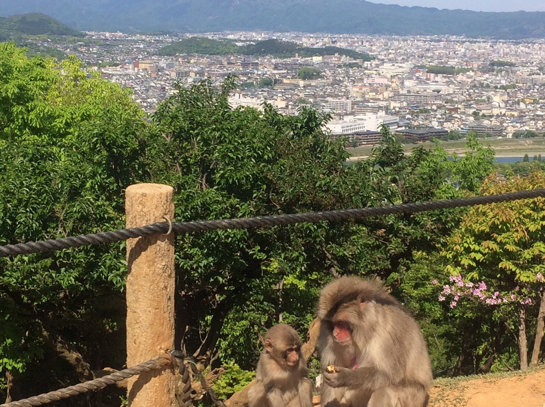 岚山岩田山猴子公园景点图片