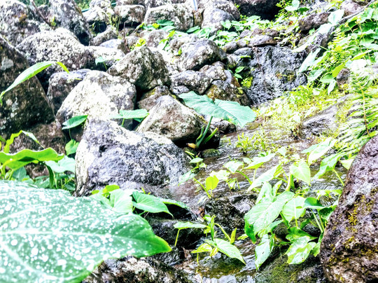 Halfway to Hana Tours-卡胡卢伊必去景点