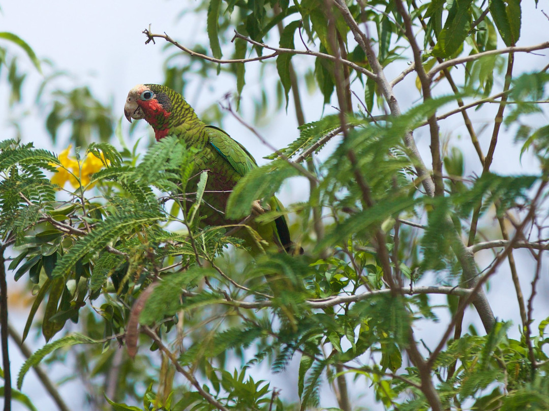 Parrot Preserve-Cayman Brac必去景点
