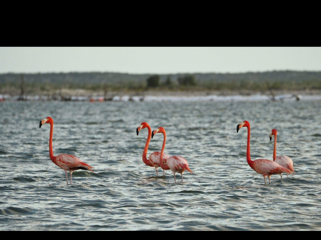 Inagua National Park-Great Inagua Island必去景点