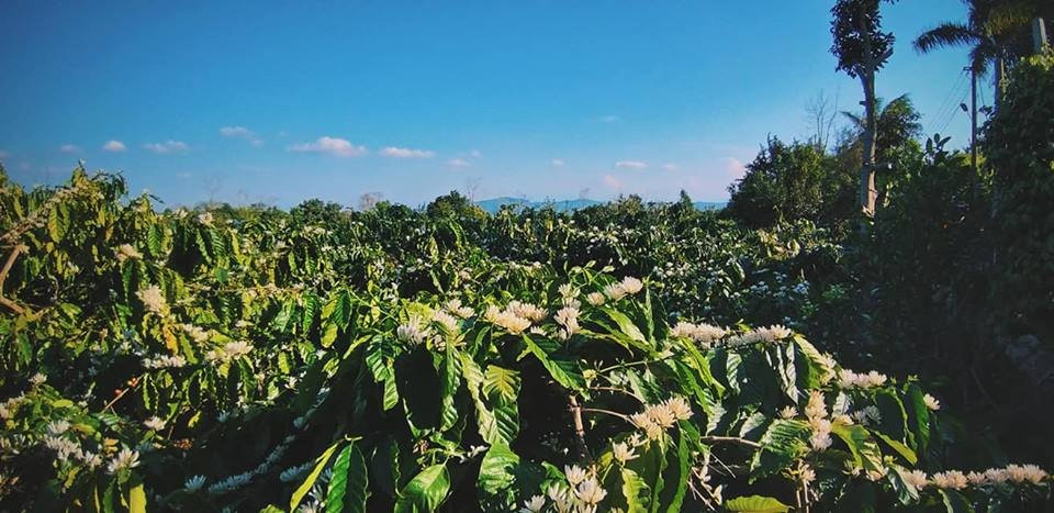 越南咖啡产地 (V'ori咖啡)-托伯莫里必去景点