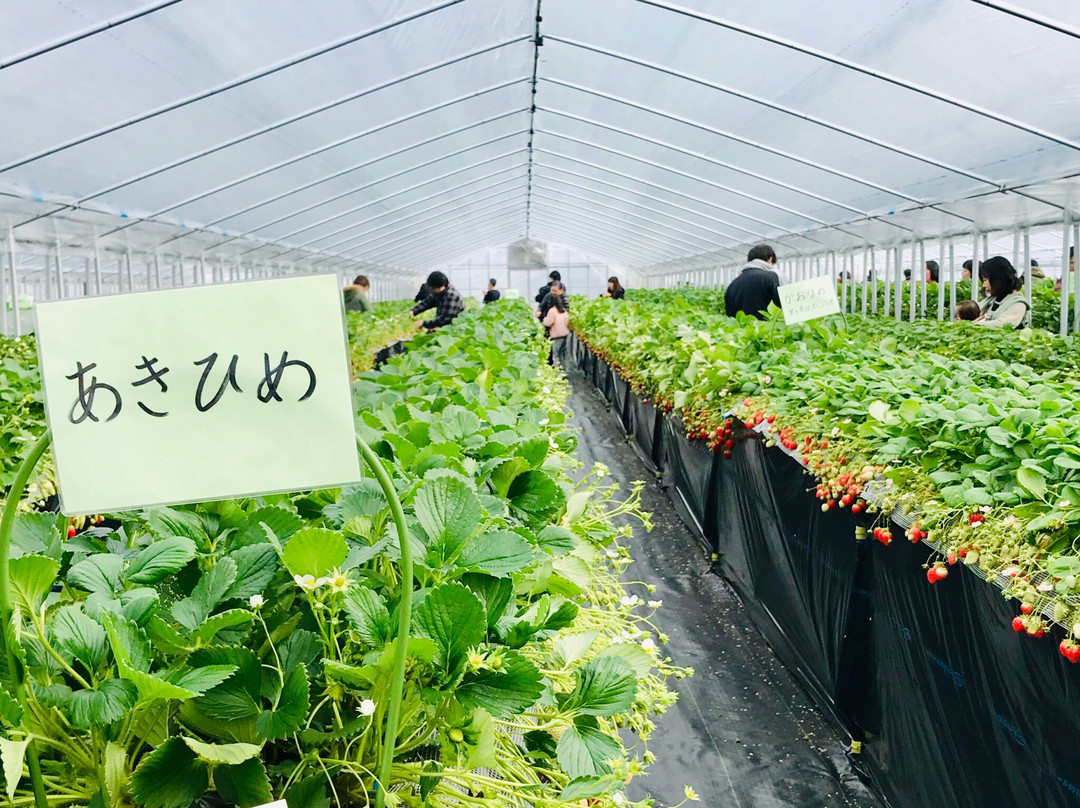 Aiba Strawberry Farm景点图片