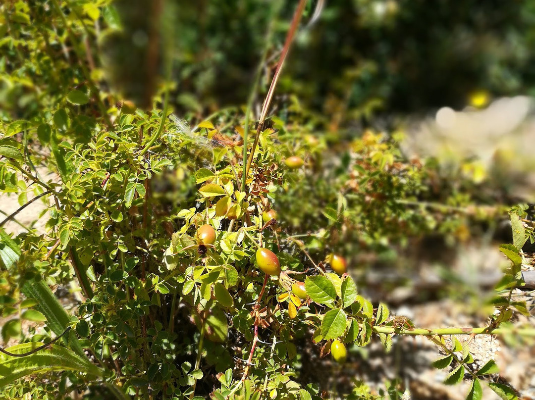 Rutas Pudu-Pelluhue必去景点