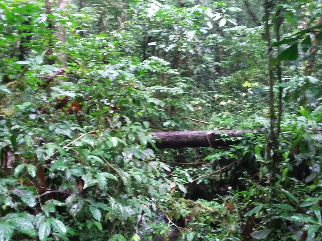 Centro Experimental Amazonico景点图片