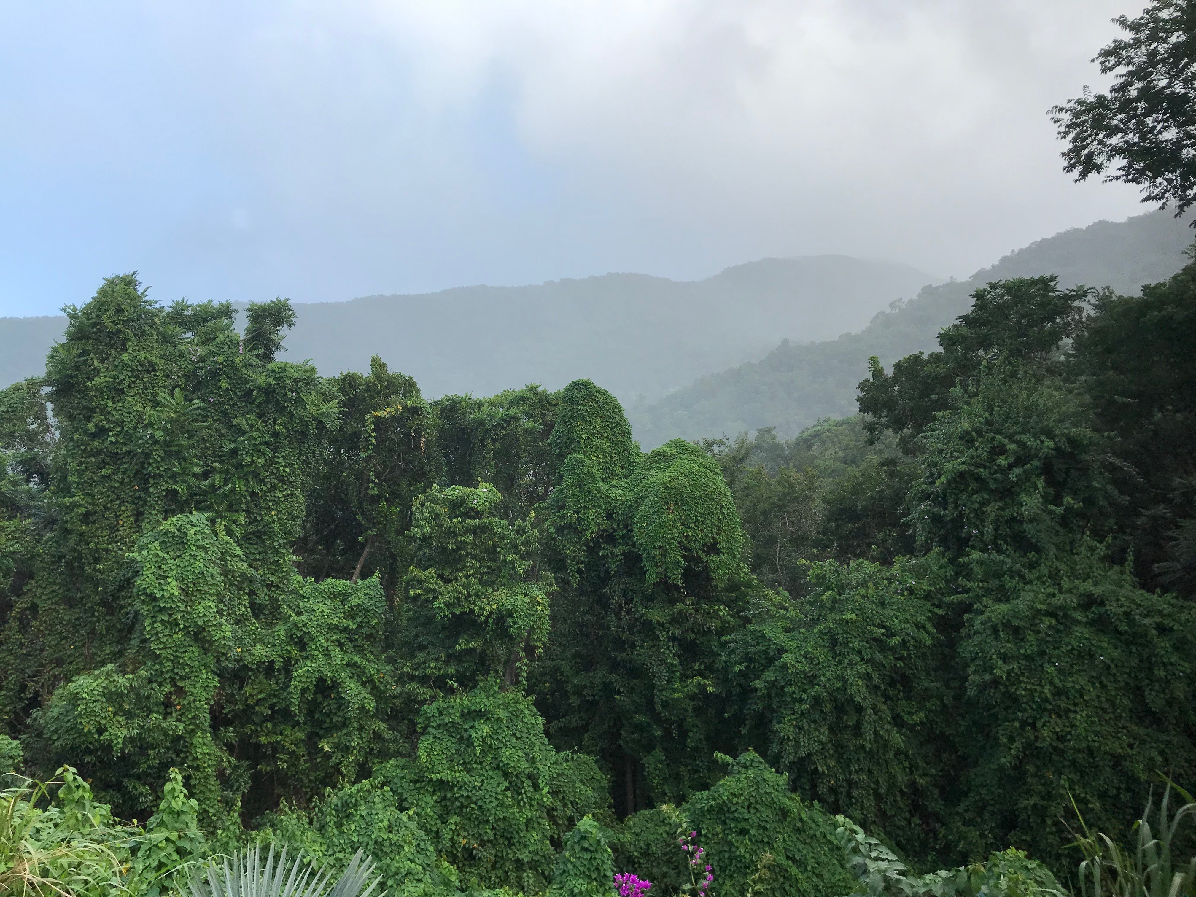 Domaine du Piton Bellevue-酒店景观