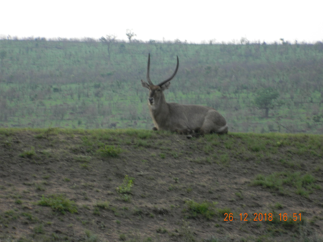 Moyo Wa Tandala Safari景点图片