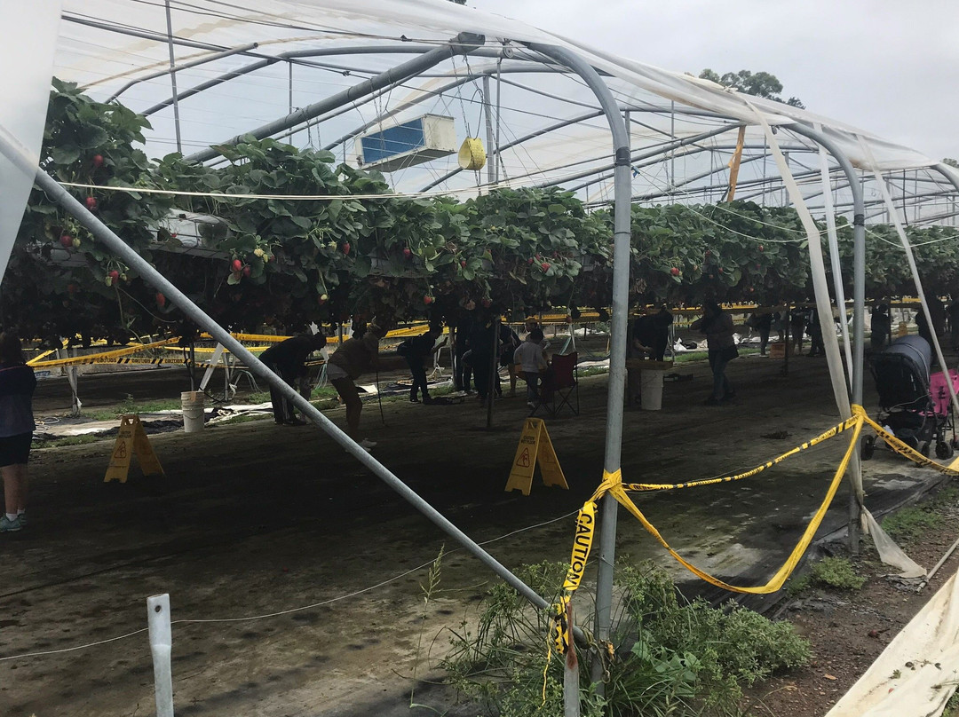 Berrylicious Strawberries-Thirlmere必去景点