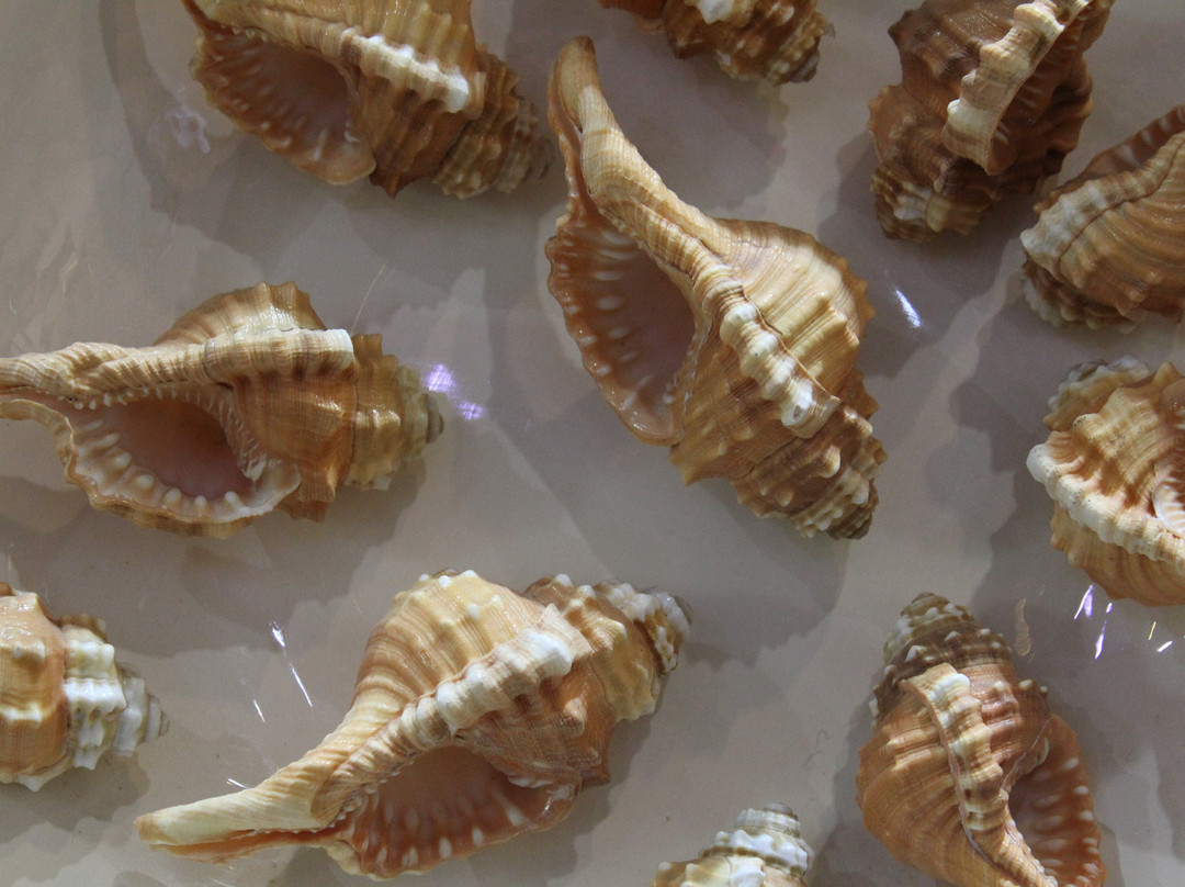 World Seashell Museum景点图片