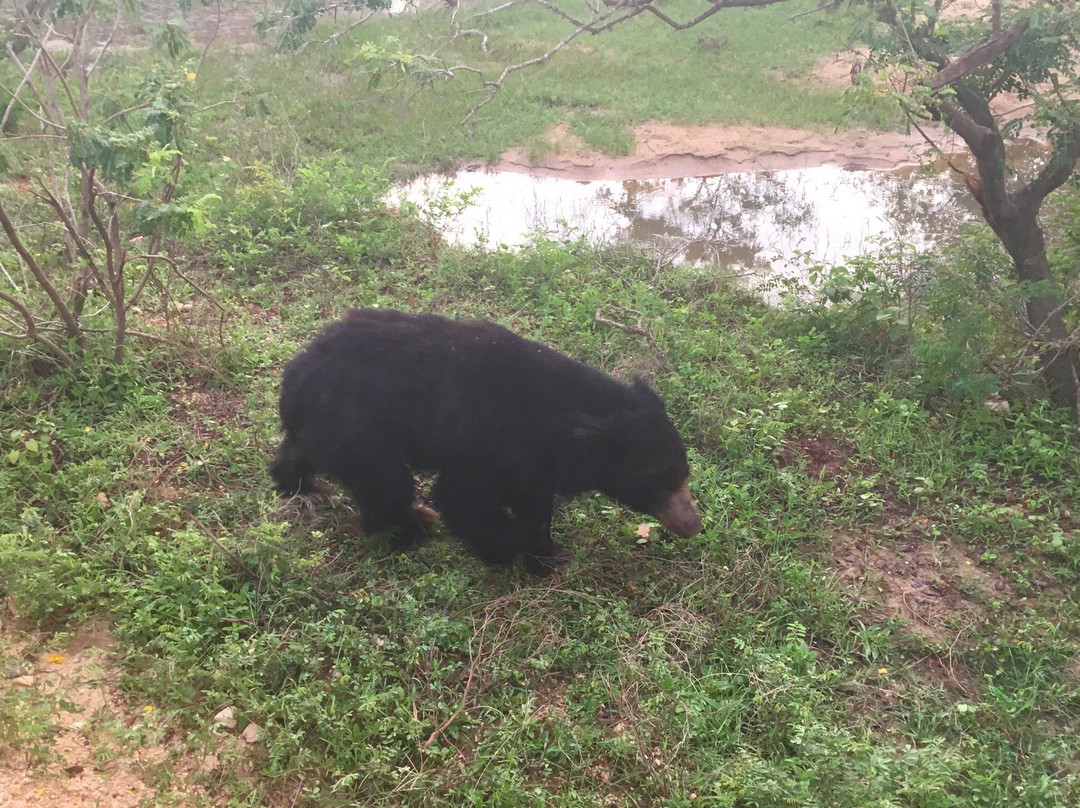 Sasindu Safari Jeep Tours-雅拉国家公园必去景点