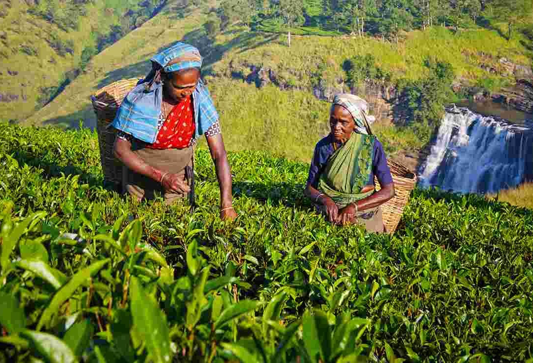 Sigiri Tours-锡吉里亚必去景点