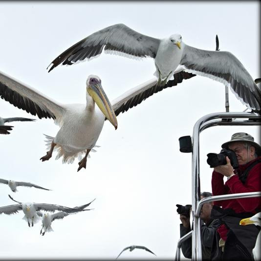 Mola Mola Safaris-华维斯湾必去景点