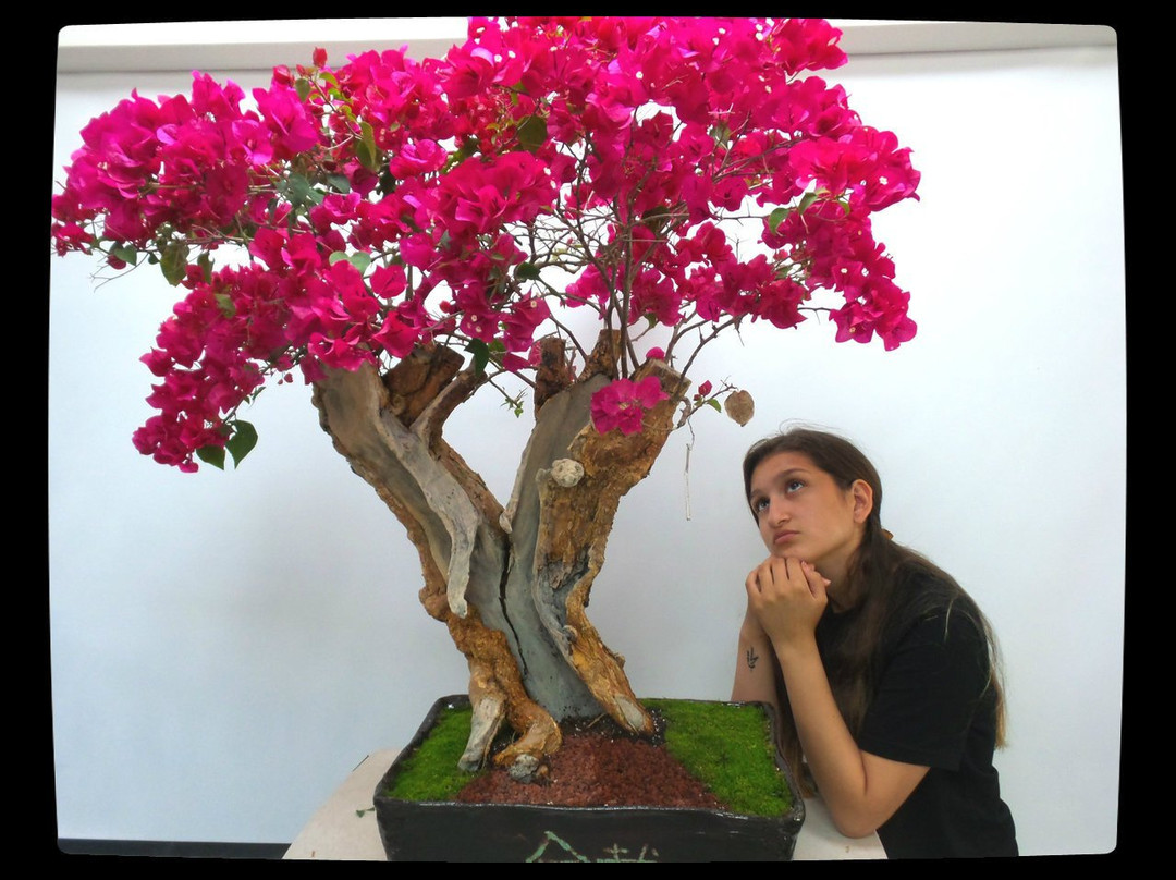 Miami Tropical Bonsai-迈阿密必去景点