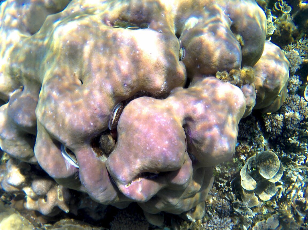 Small Lagoon Reef景点图片