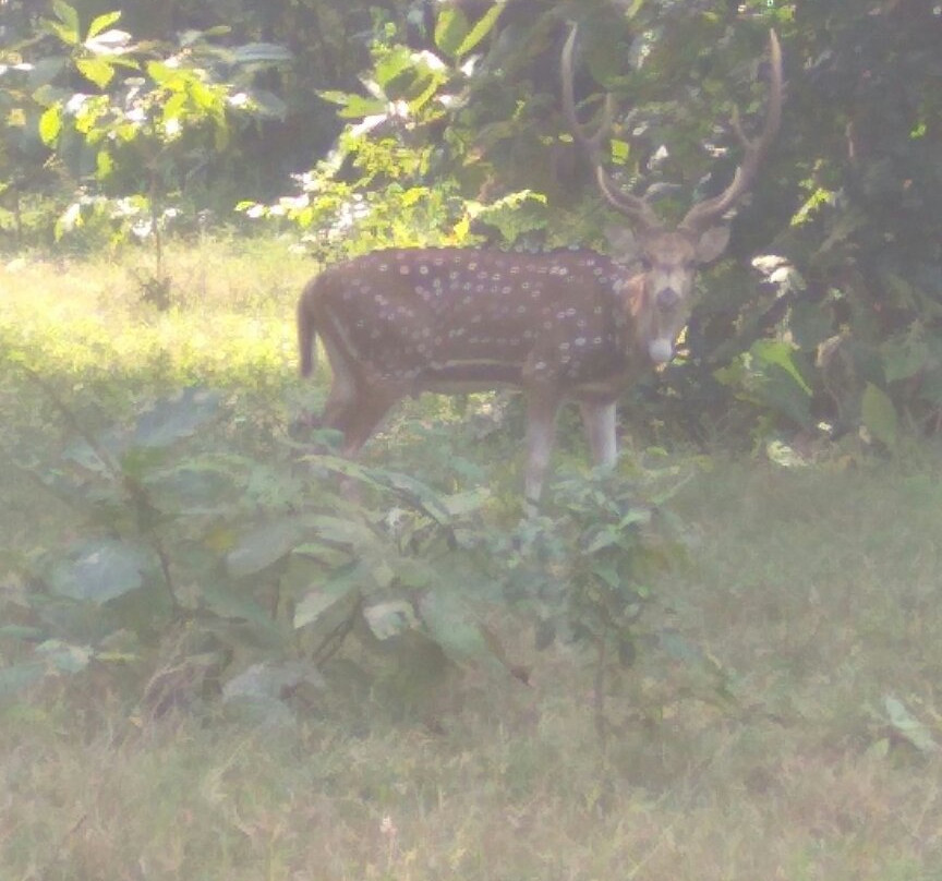Kawal Wildlife Sanctuary景点图片