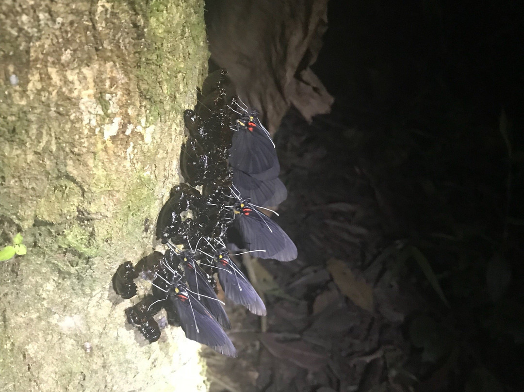 Ecuador Reptile Adventures景点图片