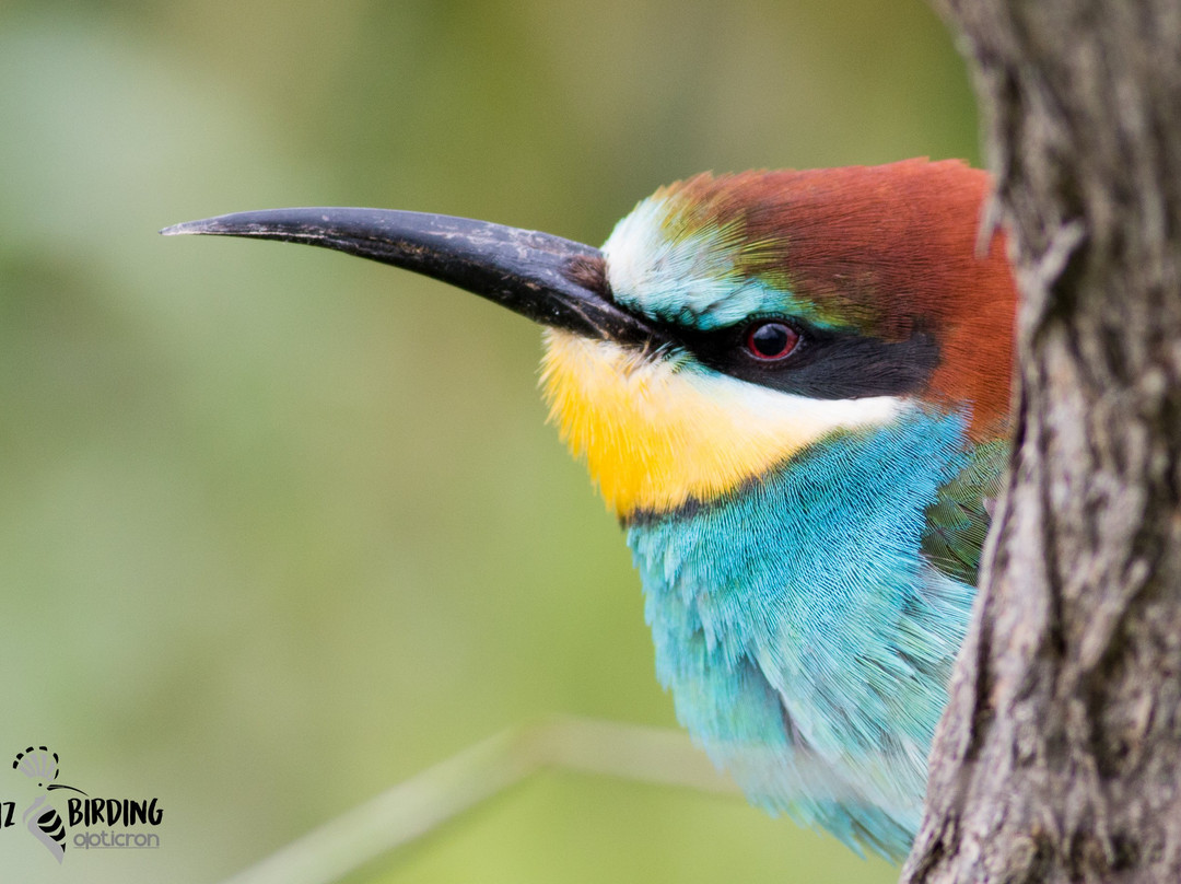 Cadiz Birding-塔里法必去景点